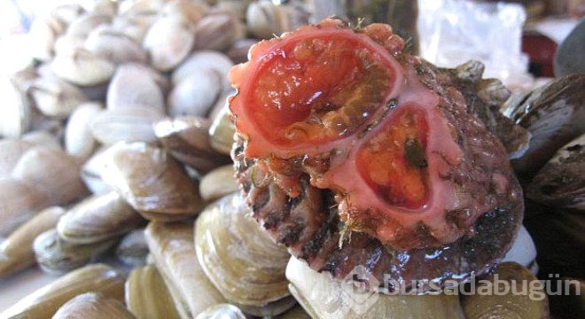 İşte dünyanın en garip canlıları! 