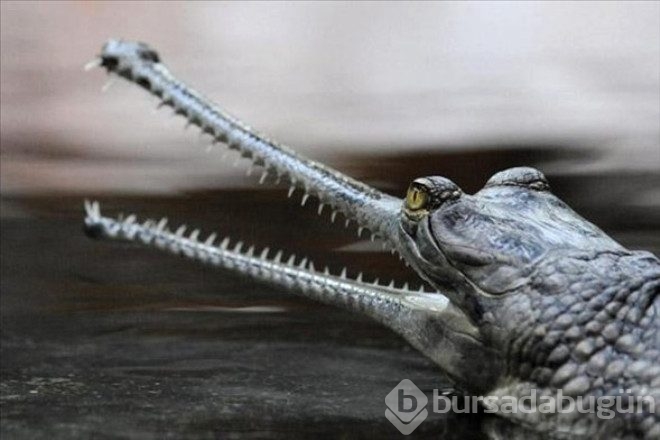 İşte dünyanın en garip canlıları! 