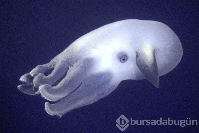 İşte dünyanın en garip canlıları! 