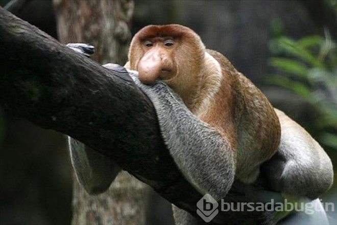 İşte dünyanın en garip canlıları! 