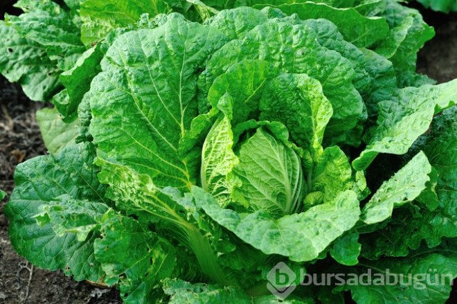 İşte kilo verdiren 20 sağlıklı besin! 