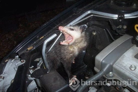 Davetsiz misafirler
