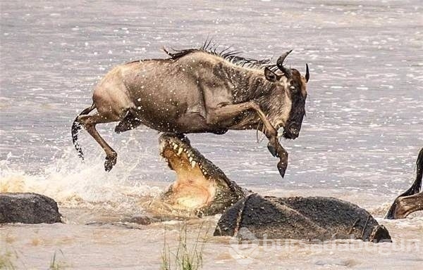 Fotoğraflarla doğanın vahşi yüzü