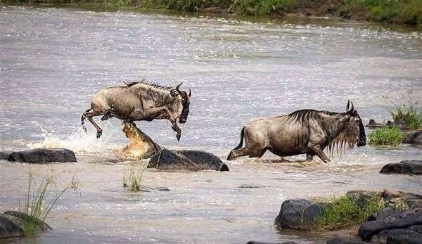 Fotoğraflarla doğanın vahşi yüzü