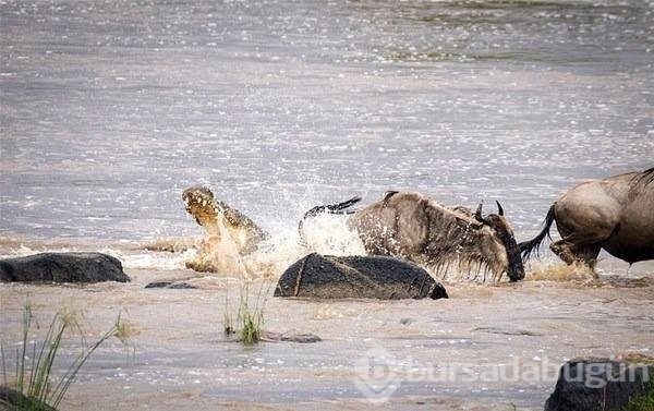 Fotoğraflarla doğanın vahşi yüzü
