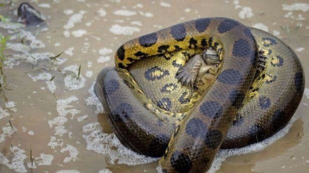 Fotoğraflarla doğanın vahşi yüzü