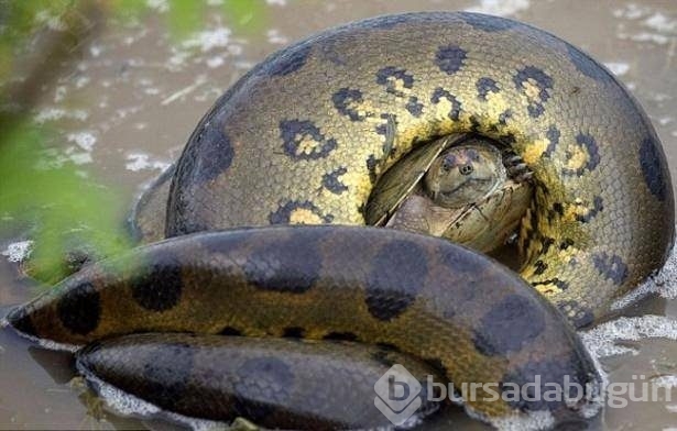 Fotoğraflarla doğanın vahşi yüzü