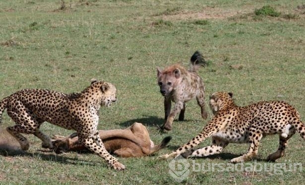 Fotoğraflarla doğanın vahşi yüzü