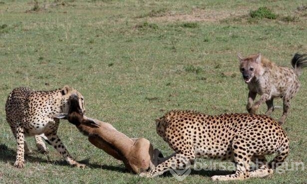 Fotoğraflarla doğanın vahşi yüzü