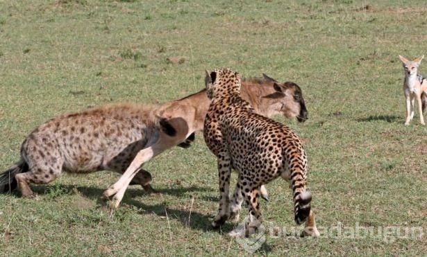 Fotoğraflarla doğanın vahşi yüzü