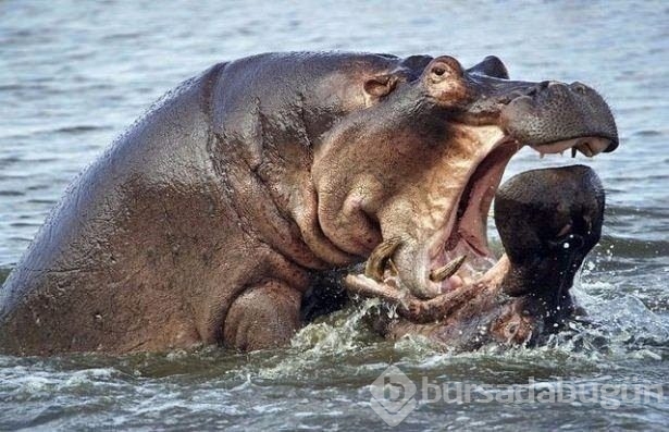 Fotoğraflarla doğanın vahşi yüzü
