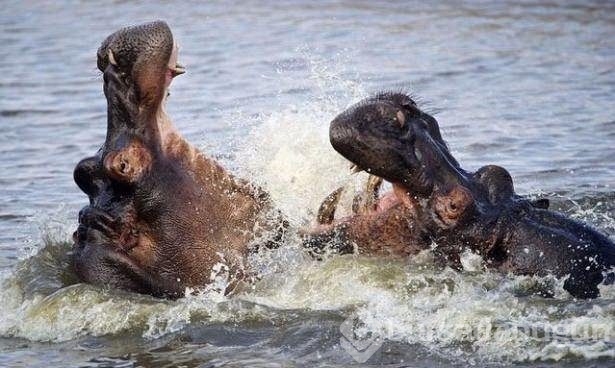 Fotoğraflarla doğanın vahşi yüzü