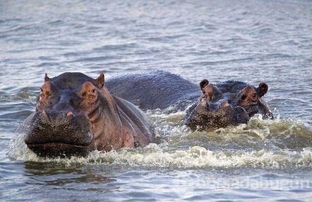 Fotoğraflarla doğanın vahşi yüzü