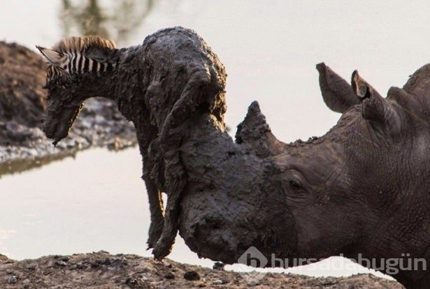 Fotoğraflarla doğanın vahşi yüzü