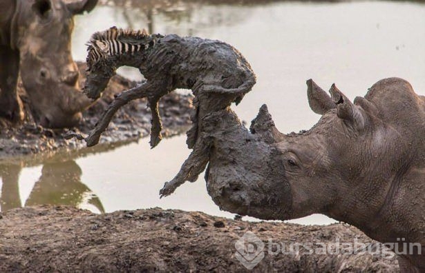Fotoğraflarla doğanın vahşi yüzü