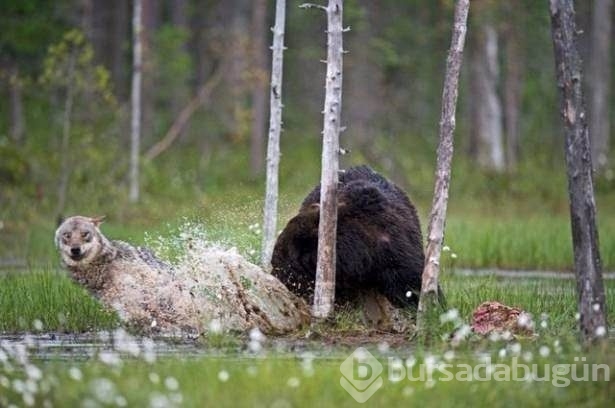 Fotoğraflarla doğanın vahşi yüzü