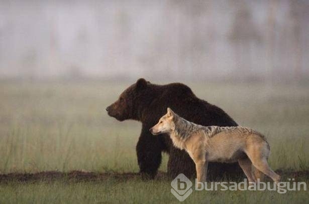 Fotoğraflarla doğanın vahşi yüzü