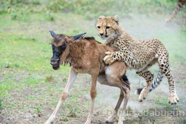 Fotoğraflarla doğanın vahşi yüzü