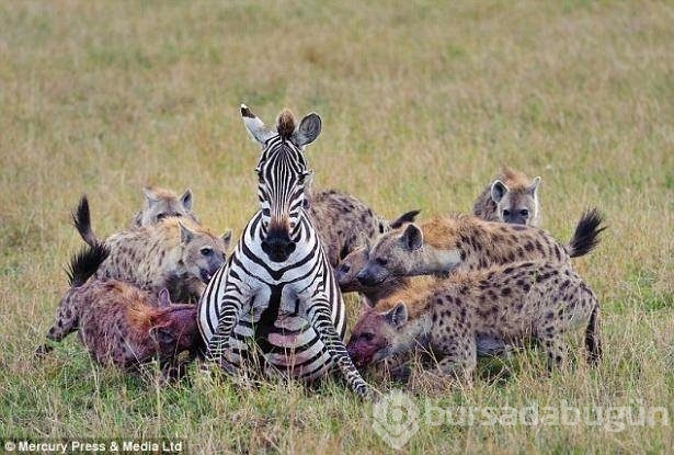 Fotoğraflarla doğanın vahşi yüzü