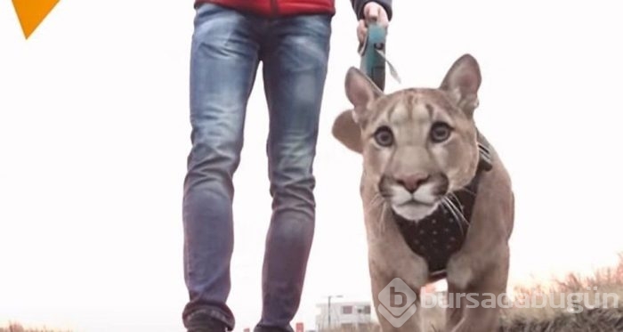 Kedi yerine puma sahiplendiler!
