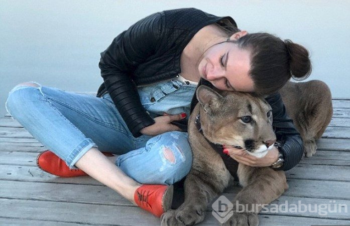 Kedi yerine puma sahiplendiler!
