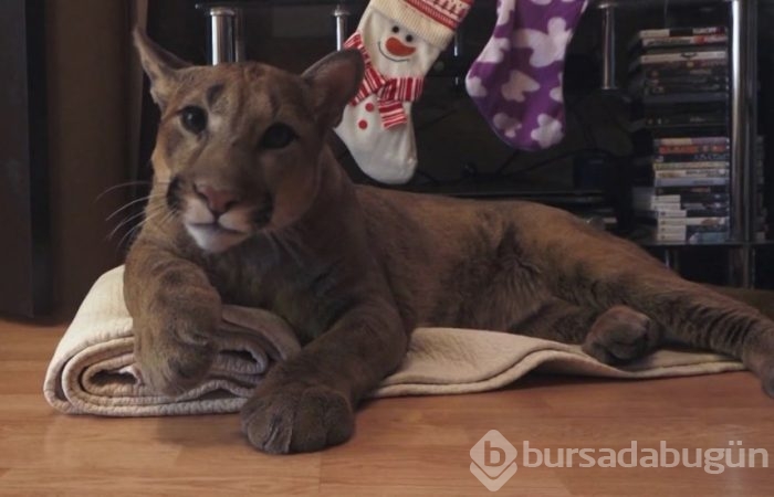 Kedi yerine puma sahiplendiler!
