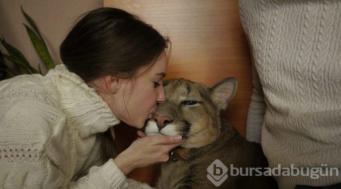 Kedi yerine puma sahiplendiler!

