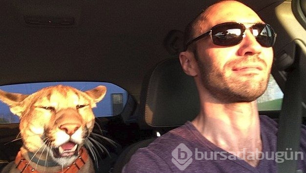 Kedi yerine puma sahiplendiler!

