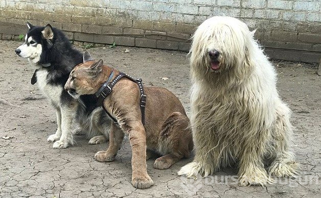 Kedi yerine puma sahiplendiler!
