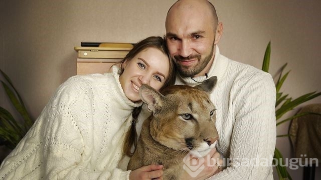 Kedi yerine puma sahiplendiler!
