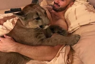Kedi yerine puma sahiplendiler!
