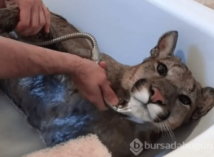 Kedi yerine puma sahiplendiler!
