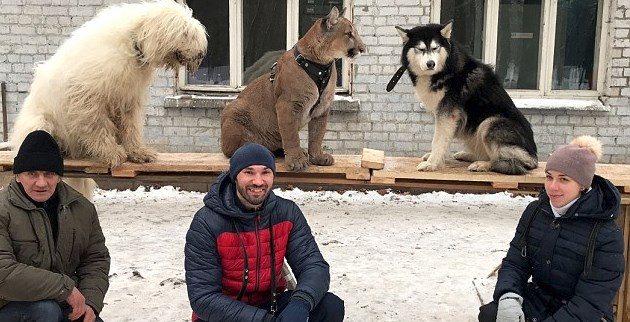 Kedi yerine puma sahiplendiler!
