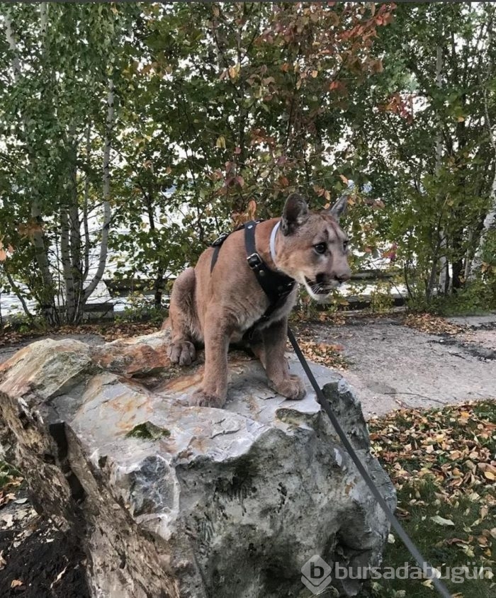 Kedi yerine puma sahiplendiler!

