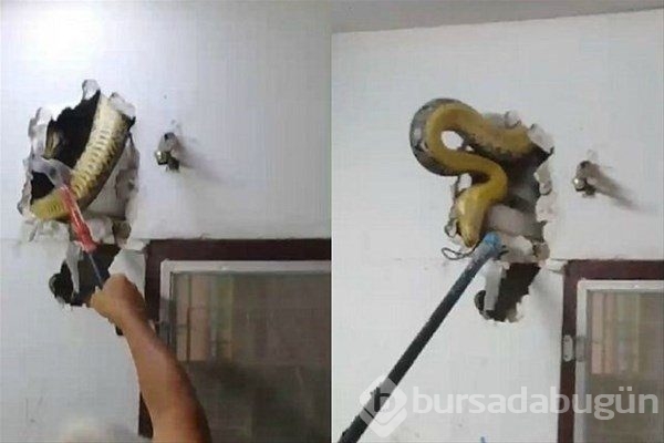 Duvardan gelen sesleri farkeden adam öyle bir şeyle karşılaştı ki!