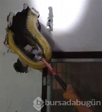 Duvardan gelen sesleri farkeden adam öyle bir şeyle karşılaştı ki!