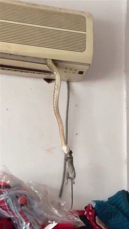 Duvardan gelen sesleri farkeden adam öyle bir şeyle karşılaştı ki!