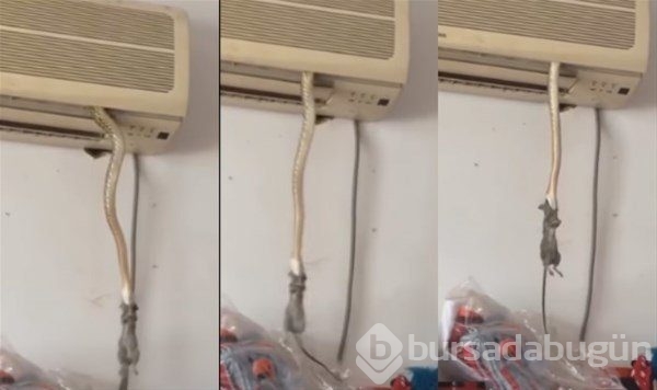Duvardan gelen sesleri farkeden adam öyle bir şeyle karşılaştı ki!