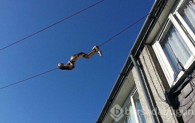 Duvardan gelen sesleri farkeden adam öyle bir şeyle karşılaştı ki!