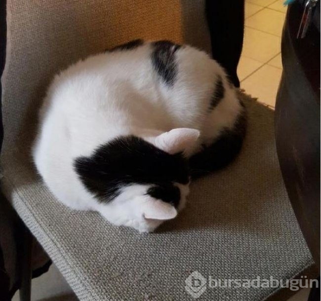 Bu fotoğraflara bir defa bakmak yetmiyor! 