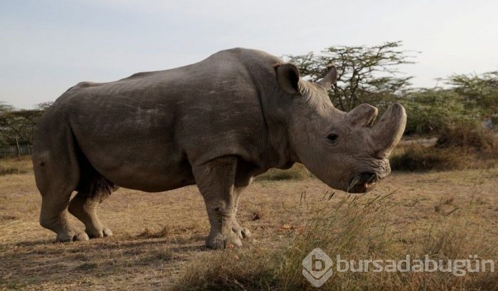 Yıldızlardan Sudan paylaşımları...