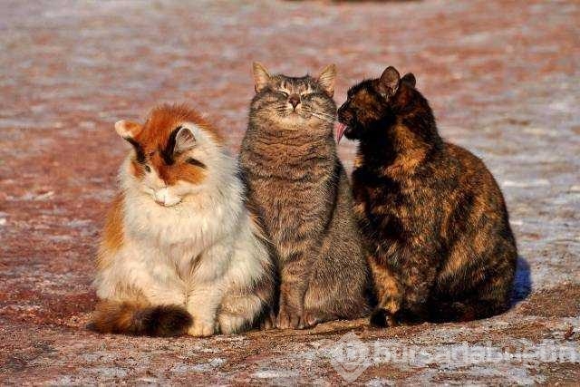 Günün en çok paylaşılan fotoğrafları! 