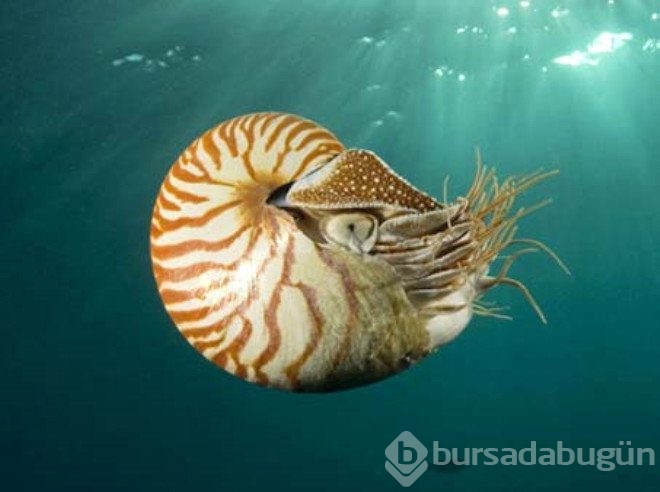 7 yaşındaki kız öyle birşey buldu ki...