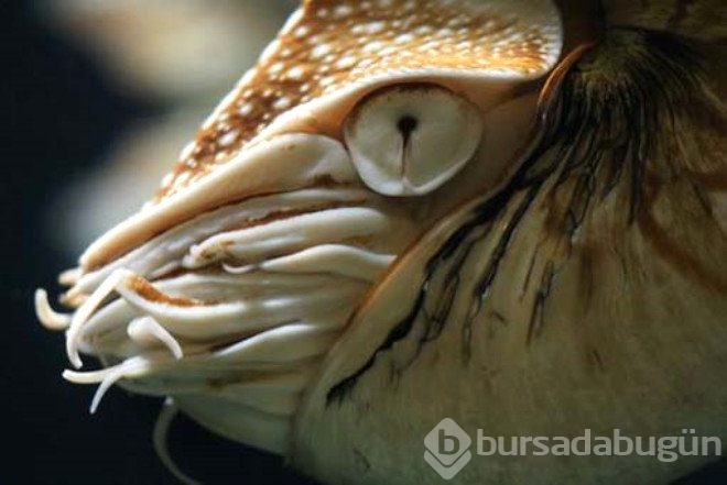 7 yaşındaki kız öyle birşey buldu ki...