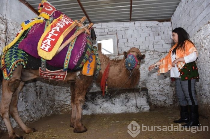 Bodrum'un deveci kadınları! 