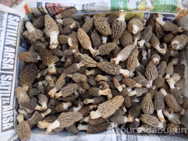 Herkes bunun peşinde! 