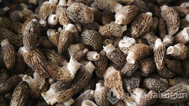 Herkes bunun peşinde! 