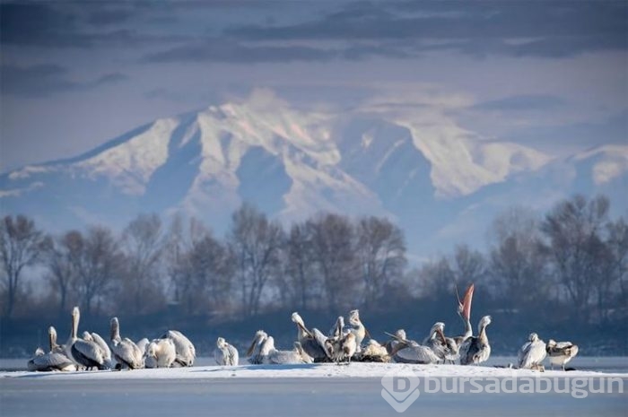 Fotoğraflar şok etti! 