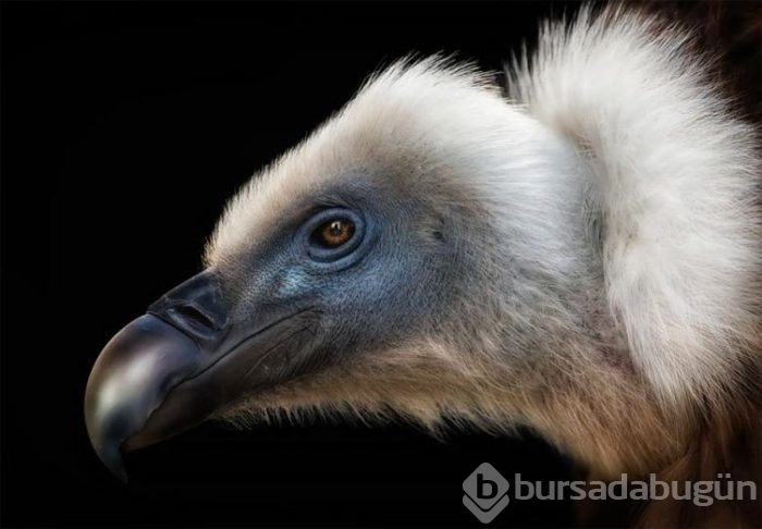 Fotoğraflar şok etti! 