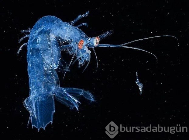 Bu hayvanı görünce çok şaşıracaksınız

